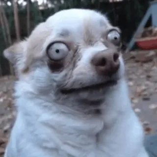 😐 dog, chihuahua, funny, meme, animal telegram sticker