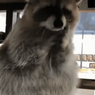 🦝 енот, животное, милый, дикая природа, млекопитающее telegram sticker