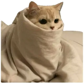 😸 cat, kitten, blanket, cute, animal, pet telegram sticker