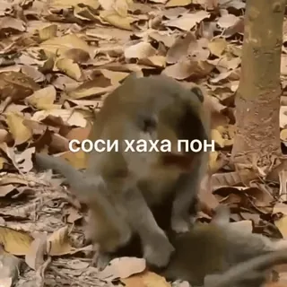 😒 соси хаха пон 원숭이, 동물, 농담, 불쾌한 telegram sticker