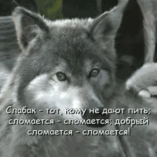 Нейроволк telegram stickers