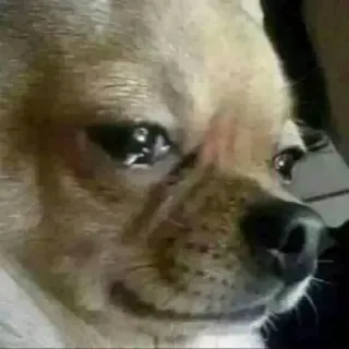😔 chien, triste, Chihuahua, mème, en colère, pleure telegram sticker