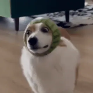 👀 perro, lindo, sandía, sombrero, animal, mascota telegram sticker