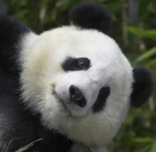 😫 Panda, Animal, Vida selvagem, Fofo, Urso, Natureza telegram sticker