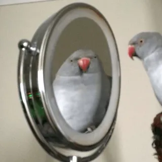 🎀 perroquet, oiseau, miroir, reflet, animal, animal de compagnie telegram sticker