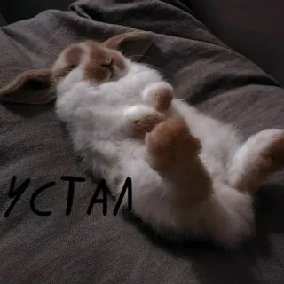 🐰 УСТАЛ lapin, lapinou, dormir, fatigué, animal whatsapp sticker