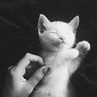 🖇 cat, kitten, pet, animal, cute, sleepy, hand, domestic telegram sticker
