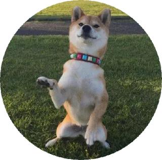 😑 pies, shiba inu, zwierzę, słodki, zwierzak, trawa telegram sticker