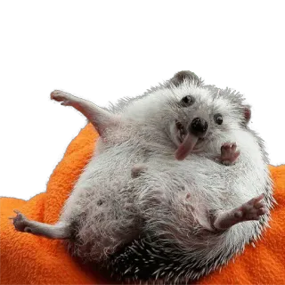 😆 hedgehog, animal, cute, funny, tongue, happy telegram sticker