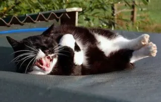 😂 cat, yawning, pet, animal, domestic cat, mammal telegram sticker