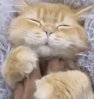 🥰 chat, mignon, animal de compagnie, animal, chat domestique, félin whatsapp sticker