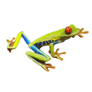 🐸 カエル, アカメアマガエル, 両生類, 動物, 自然, 野生動物, 熱帯 telegram sticker