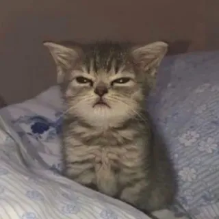 😾 gatto, gattino, gatto grigio, arrabbiato, animale domestico, animale telegram sticker