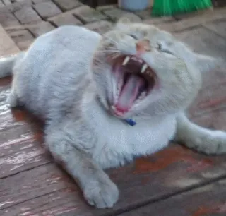 😴 kucing, menguap, hewan peliharaan, binatang, mamalia, kucing domestik telegram sticker
