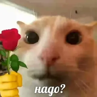 🥱 надо? Katze, Rose, Frage, Süß, Tier, Blume telegram sticker