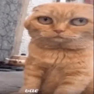 Больше стиков тут: @stikery4 telegram stickers