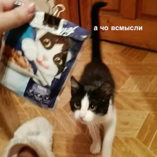 😳 а чо всмысли แมว, ลูกแมว, สัตว์เลี้ยง, สัตว์, รัสเซีย telegram sticker