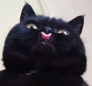 😛 kot, czarny kot, zwierzę, zwierzę domowe, język whatsapp sticker