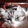 😺
