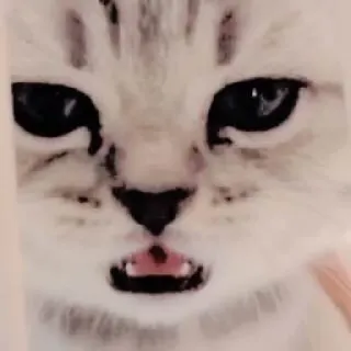 😤 แมว, สัตว์, สัตว์เลี้ยง, มีม, ตลก telegram sticker