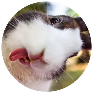 😜 rabbit, animal, bunny, cute, pet, mammal, domestic, tongue telegram sticker