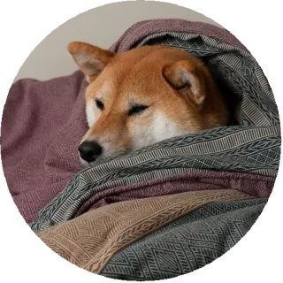 💤 犬, 柴犬, 睡眠, 毛布, かわいい, ペット telegram sticker
