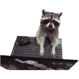 💻 Waschbär, Laptop, Computer, Tier, Süß, Lustig telegram sticker