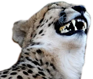 😹 cheetah, animal, cat, wildlife, predator, feline whatsapp sticker