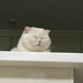 😾 猫, 動物, 白猫, ペット, かわいい, 家畜 telegram sticker