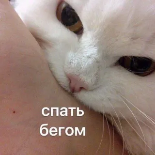 💤 спать бегом แมว, สัตว์, นอน, น่ารัก, รัสเซีย telegram sticker