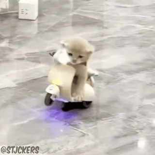 🛵 @STJCKERS chat, chaton, scooter, animal, mignon, transport whatsapp sticker