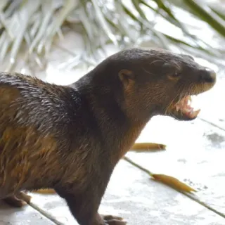 🦦 Nutria, Animal, Vida salvaje, Mamífero, Naturaleza telegram sticker