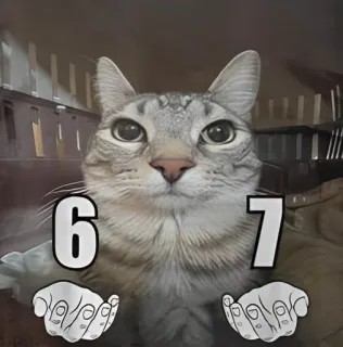 🤪 6 7 cat, meme, numbers, cute, animal, pet telegram sticker
