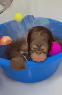 ๐ฆง animal, orangutan, bath, cute, baby, monkey telegram sticker