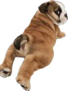 🫠 หมา, ลูกหมา, บูลด็อก, สัตว์, สัตว์เลี้ยง, น่ารัก telegram sticker