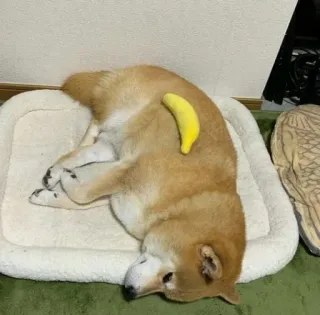 😴 chien, shiba inu, banane, animal de compagnie, dormir, mignon, animal telegram sticker