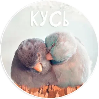 😗 КУСЬ oiseaux, mignon, amour, animaux, affectueux, baiser telegram sticker