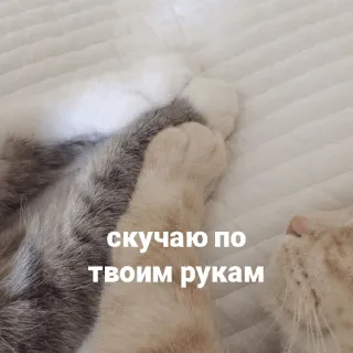 🐾 скучаю по твоим рукам gato, animal de estimação, patas, triste, russo telegram sticker