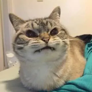 🐈 猫, 动物, 宠物, 搞笑, 脾气暴躁 telegram sticker
