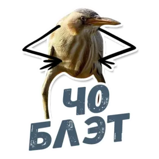 😡 ЧО БЛЭТ 鸟, 表情包, 搞笑, 贴纸, 骂人 telegram sticker