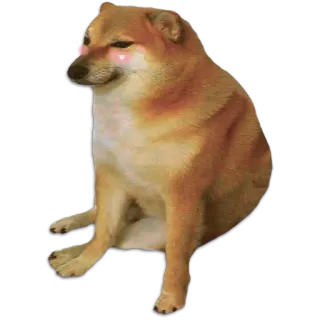 🐶 Cheems Doge, หมา, มีม, น่ารัก, ชิบะอินุ whatsapp sticker