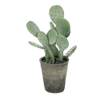 🌵 cactus, pianta, pianta in vaso, pianta da appartamento, fico d'India telegram sticker