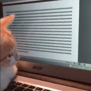 😱 gato, ordenador, escribiendo, portátil, animal, meme whatsapp sticker