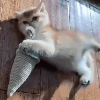 💗 猫, 子猫, 可愛い, 遊び好き, 動物, ペット telegram sticker