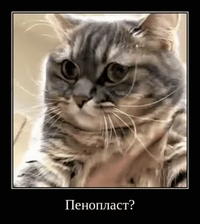 🙏 Пенопласт? gato, engraçado, meme, pergunta, animal whatsapp sticker
