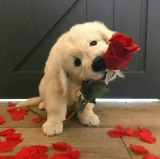 🏙 Hund, Rose, Welpe, Blume, Tier, süß, Liebe, romantisch whatsapp sticker