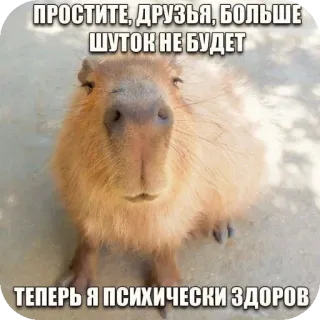👎 ПРОСТИТЕ, ДРУЗЬЯ, БОЛЬШЕ ШУТОК НЕ БУДЕТ
ТЕПЕРЬ Я ПСИХИЧЕСКИ ЗДОРОВ capybara, drôle, animal, mignon, mème whatsapp sticker
