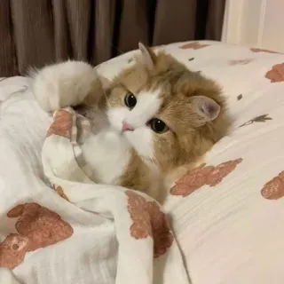 🌟 Katze, Kätzchen, süß, Haustier, Tier, zahm, Bett, Decke telegram sticker