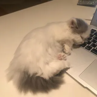 😔 cat, kitten, animal, laptop, sleep, cute telegram sticker