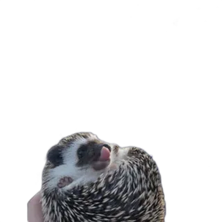 😋 ёж, животное, милый, млекопитающее, питомец, дикая природа telegram sticker